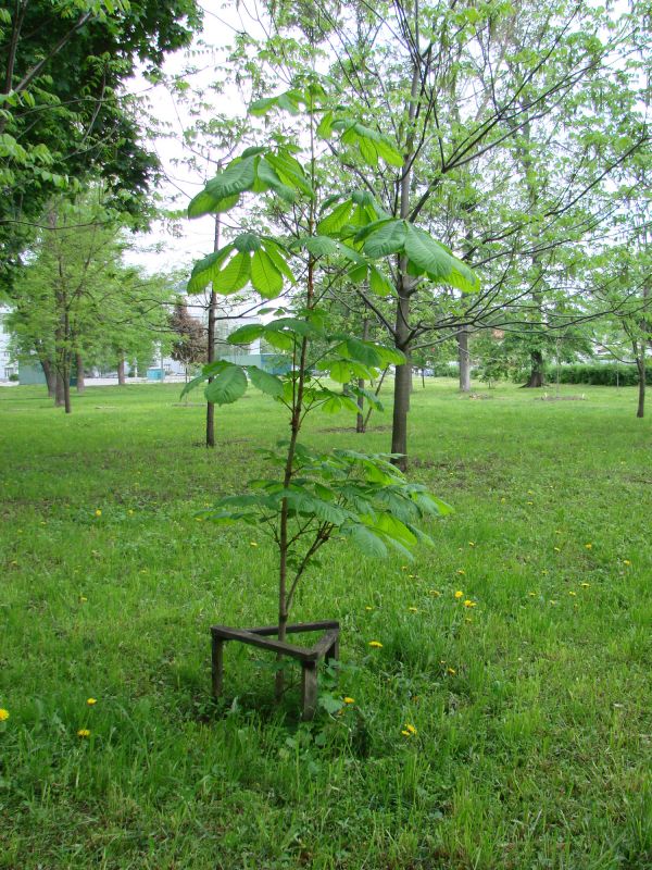 Mature Tree Planting