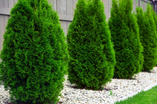 Arborvitae Planting in Bluffton