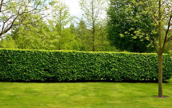 Hedge Planting in Bluffton