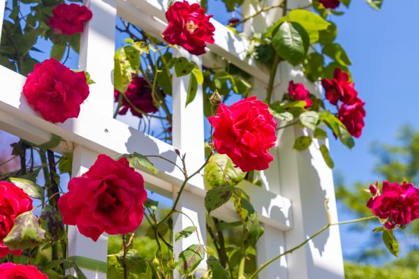 Home Gardening Service in Bluffton