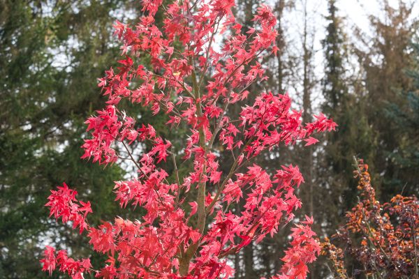 Japanese Maple Planting in Bluffton