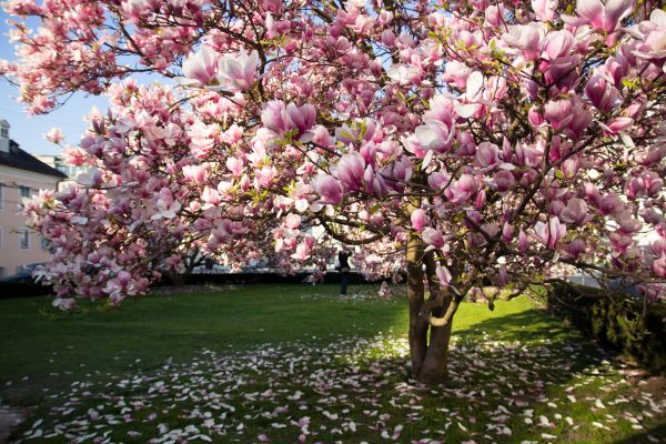 Magnolia Tree Planting in Bluffton
