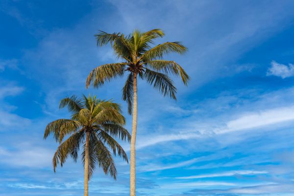 Palm Tree Planting in Bluffton