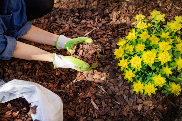 Pine Bark Delivery in Bluffton