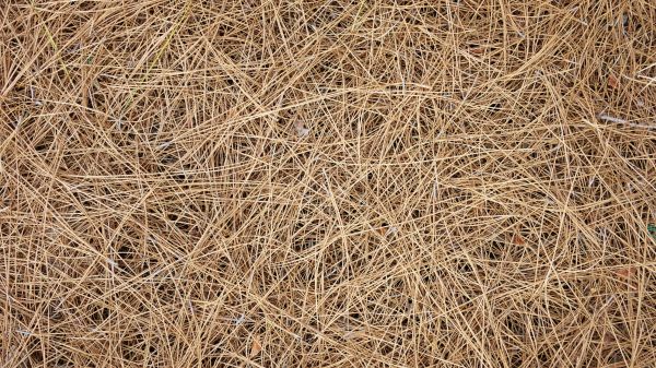 Pine Needles Delivery in Bluffton