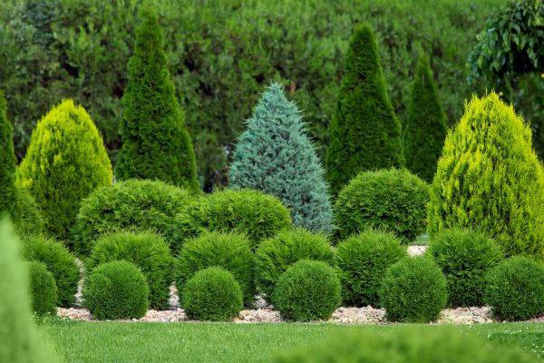 Shrub Replacement in Bluffton