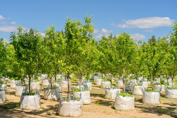 Tree Planting Service in Bluffton