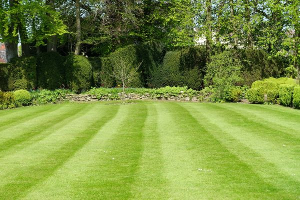 Lawn Renovation in Bluffton