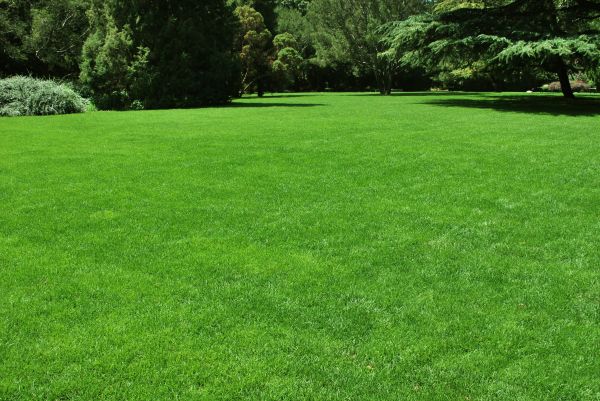 Lawn Landscaping in Bluffton