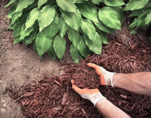 Shredded Mulch Service in Bluffton