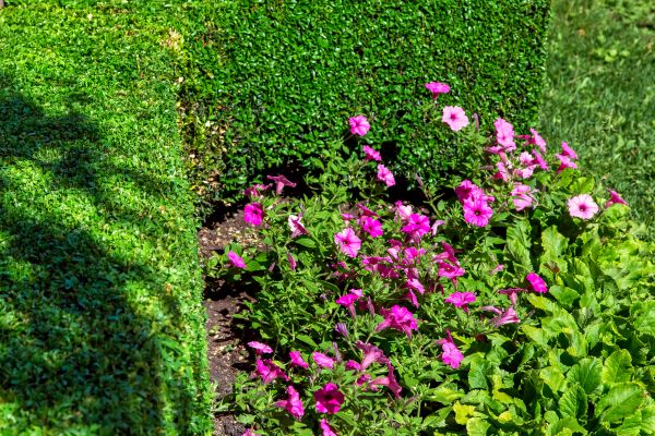 Softscaping Service in Bluffton