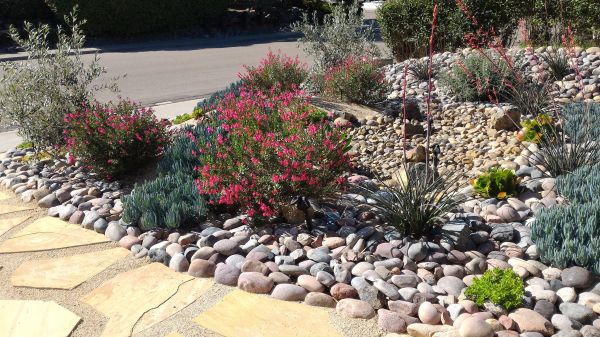 Xeriscape Landscaping in Bluffton