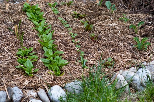 Mulch Service in Bluffton