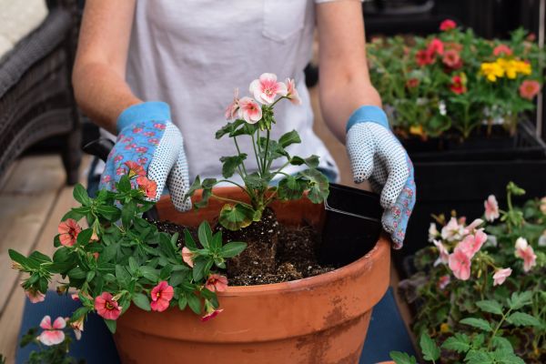 Plant Care Service in Bluffton