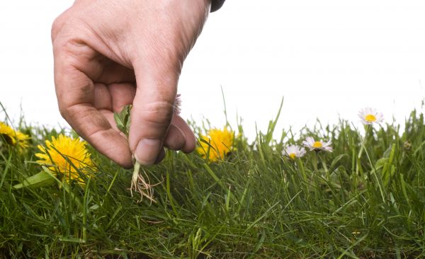 Lawn Weeding in Bluffton