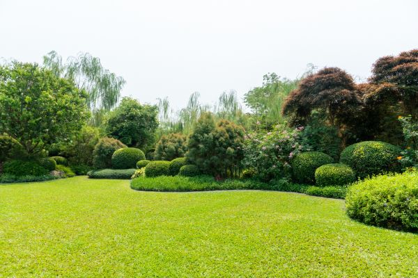 Tree Landscaping in Bluffton