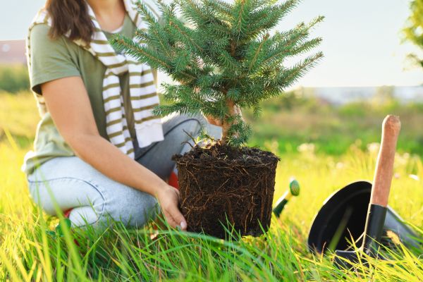 Spruce Tree Planting in Bluffton