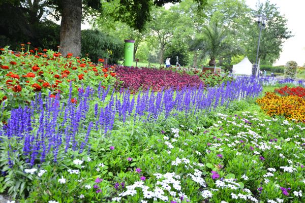 Perennials Planting in Bluffton
