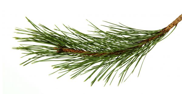 Pine Needles Installation in Bluffton