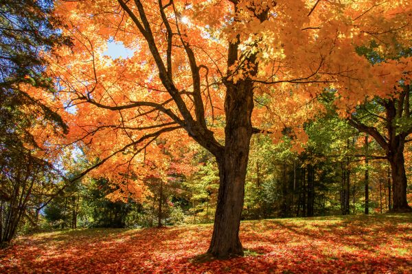 Maple Tree Planting in Bluffton