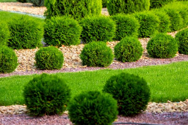 Bush Installation in Bluffton