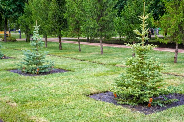 Privacy Trees Planting in Bluffton