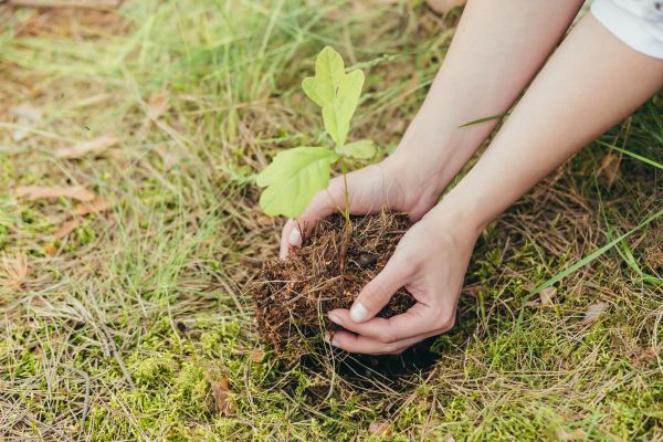 Oak Tree Planting in Bluffton