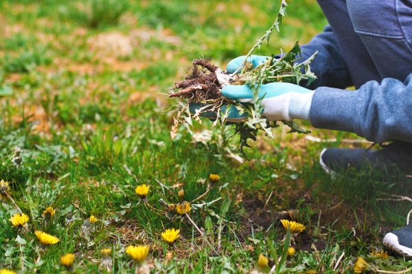 Flower Bed Clearing in Bluffton