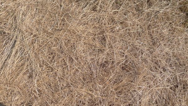 Pine Straw Replacement in Bluffton