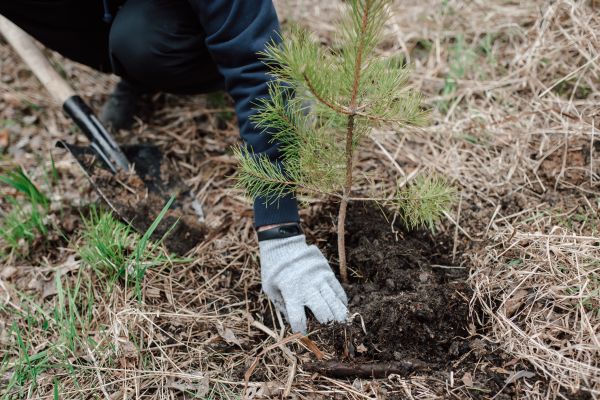 Pine Tree Planting in Bluffton