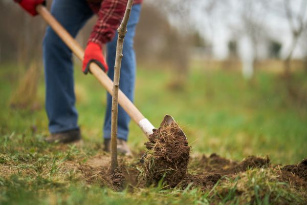 Trees Planting in Bluffton