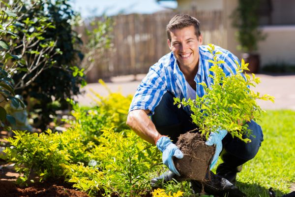 Shrub Landscaping in Bluffton