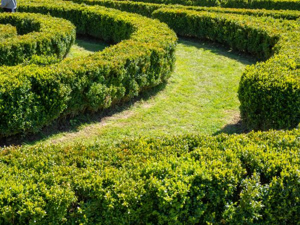 Bush Landscaping in Bluffton
