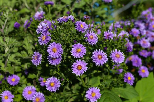 Perennial Flower Planting in Bluffton