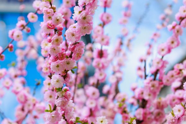 Japanese Cherry Tree Planting in Bluffton