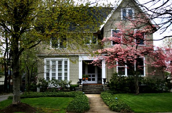 Ornamental Tree Planting in Bluffton