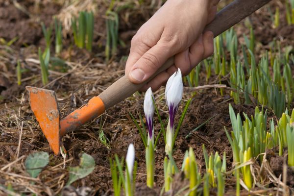 Flower Garden Weeding in Bluffton