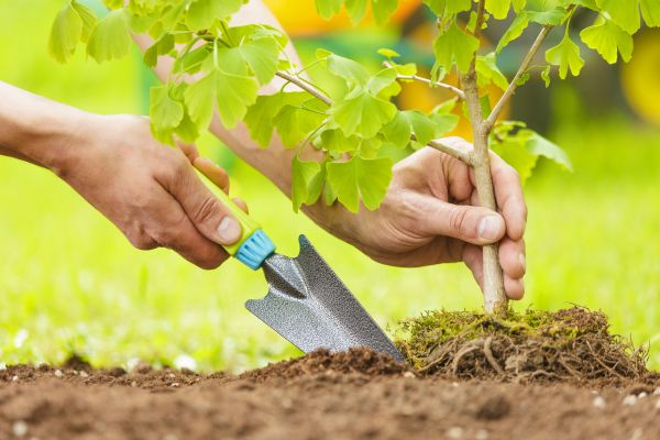 Fruit Tree Planting in Bluffton