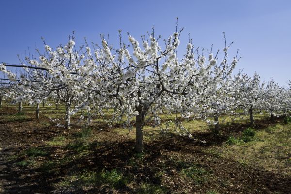Orchard Planting in Bluffton