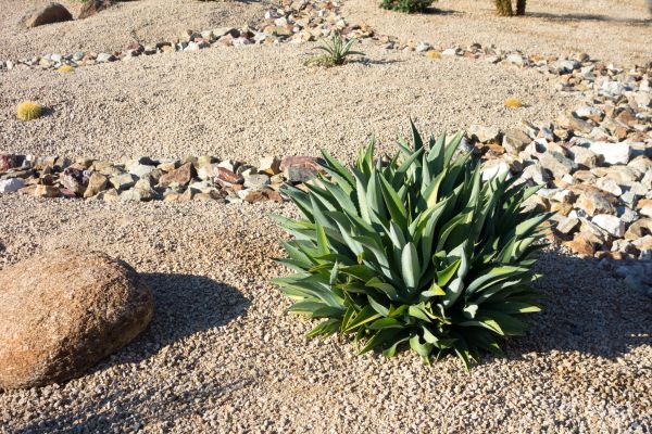 Xeriscaping Service in Bluffton