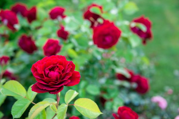 Rose Planting in Bluffton