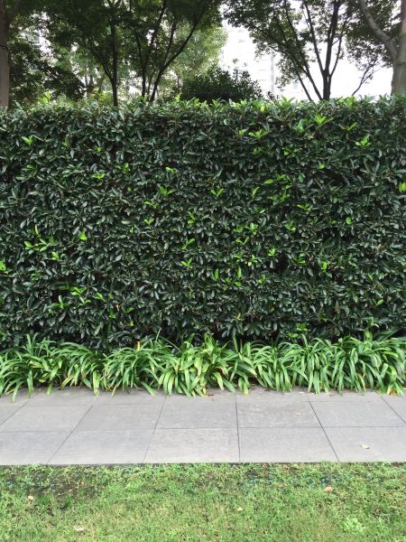 Privacy Shrub Planting in Bluffton