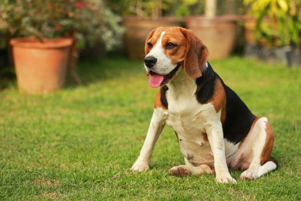 Dog Friendly Landscaping in Bluffton