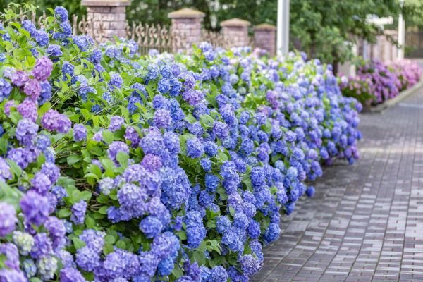 Hydrangea Landscaping in Bluffton