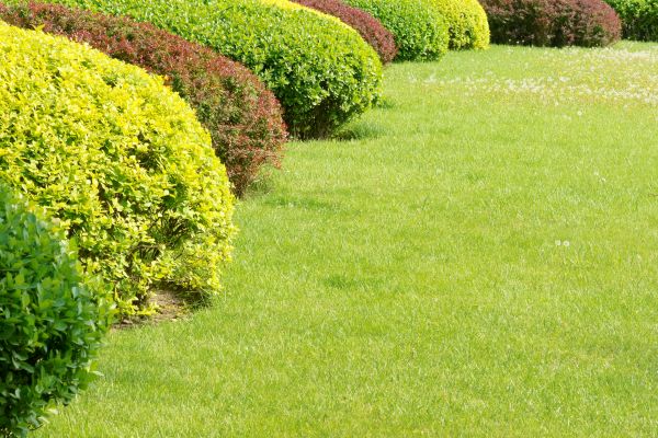 Shrubbery Planting in Bluffton