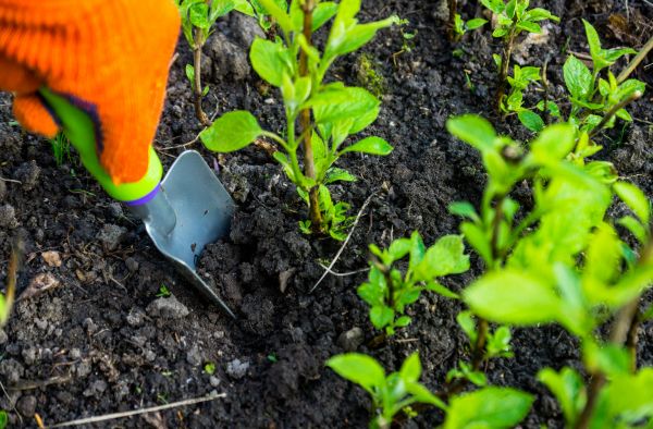 Hydrangea Planting in Bluffton