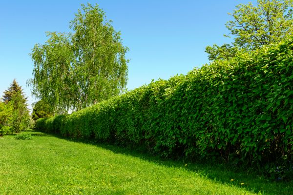 Hedge Replacement in Bluffton