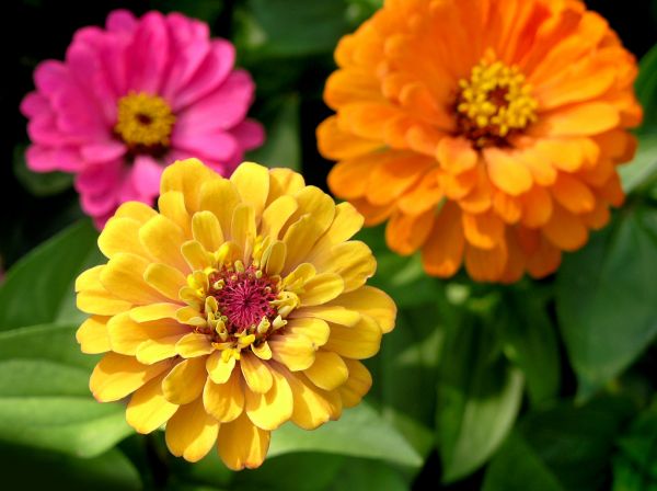 Zinnia Planting in Bluffton