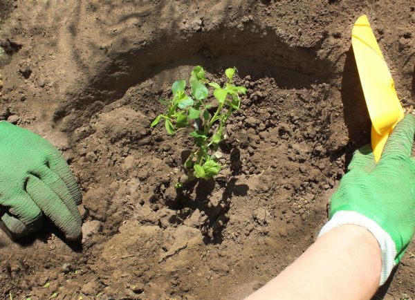 Rose Bush Planting in Bluffton