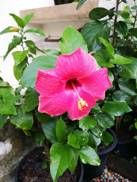 Hibiscus Planting in Bluffton